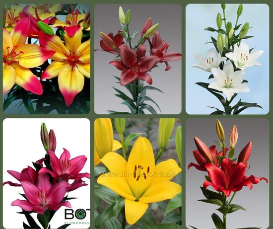 Āzijas lillijas- komplekts Nr1