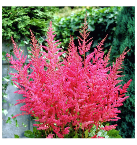 Astilbe (Granat)