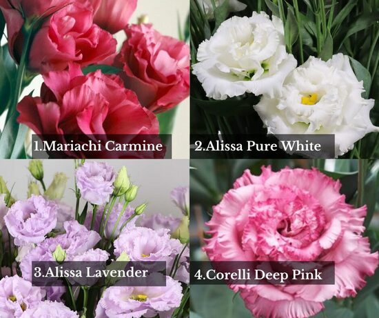 Lizantes Komplekts Nr 2