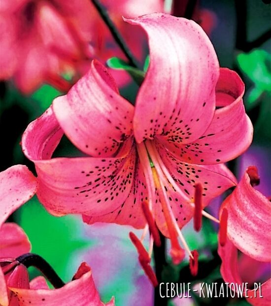 Pink Tiger (tīģerlillija)