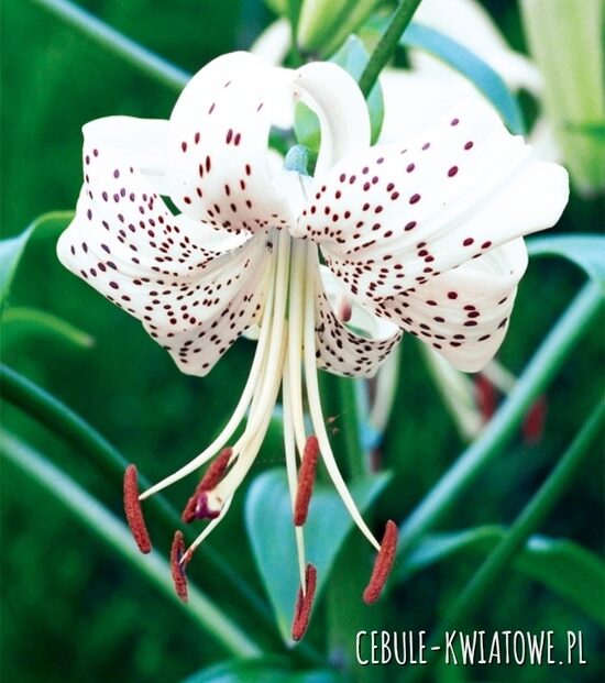 White Tiger (tīģerlillija)