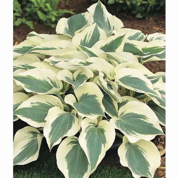 Hosta - Funkia Firn Line