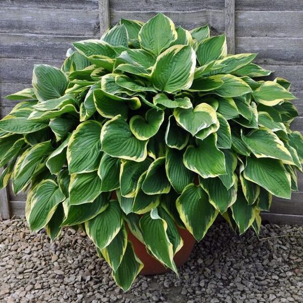 Hosta - Fortunei Aureomarginata