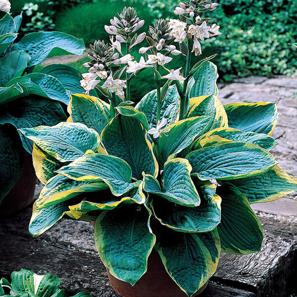 Hosta - Frances Williams