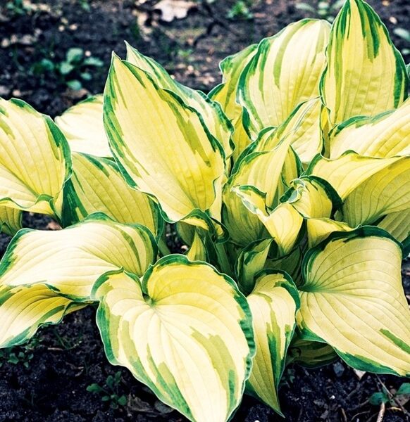 Hosta - Funkia Albopicta