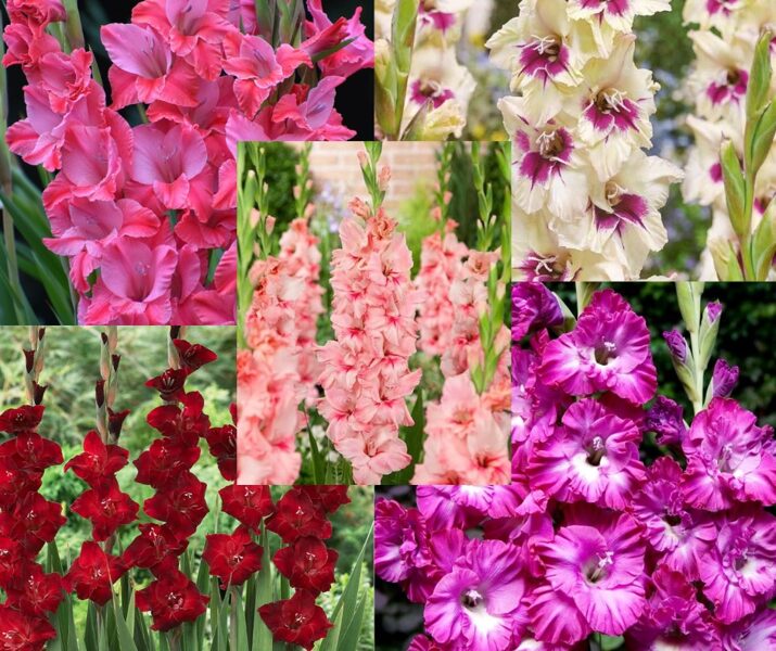 Lielziedu gladiolu MiX (10gb)
