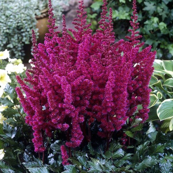 Astilbe (Visions in Red)
